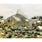 【金魚】薩摩産　青文魚　ショートテール　SM　1匹【生体】