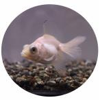 ショッピング金魚 金魚 白蝶尾 MS　個体サイズ約：5cm前後 [生体]