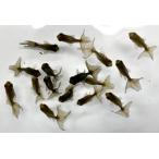 金魚 国産 青蝶尾 青仔 当才 1匹 生体