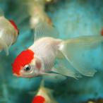 金魚丹頂1匹Ｍサイズ約6cm〜約9...