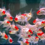金魚丹頂3匹Ｍサイズ約6cm〜約9...