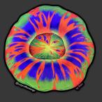 ( стандартный импортные товары )lazycoffeedesign Master Scoly Sticker