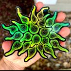 ( стандартный импортные товары )lazycoffeedesign Green Goblin Nem Sticker / holographic