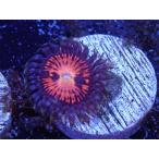 US Zoa Mamba
