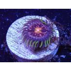 US Zoa GB Nirvana