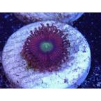US Zoa GB Cat Eye