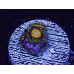US Zoa Royal Yellow