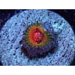 US Zoa Bowtie Blaster