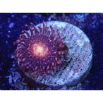 US Zoa Starry Night