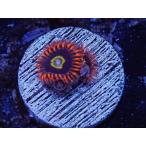 US Zoa GB Rainbow Honet