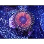 US Zoa Golden Basket Reef Sundance