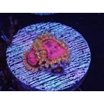 US Zoa GB PinkDiamond