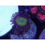 US Zoa Spectrum Infusion