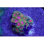 US Zoa Awesome blossom