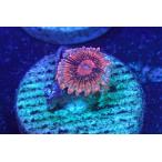 US Zoa Elcorazon