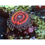 US Zoa GB Batman