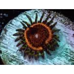 US Zoa DeathStar