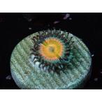 US Zoa Angle Dust