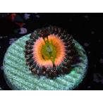US Zoa Rainbow Infusion