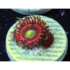 US Zoa Hyper Phenix