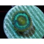 US Zoa Ice Age