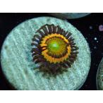 US Zoa Citrus Cooler