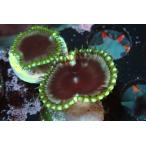 US Zoa Sunzoathid Green