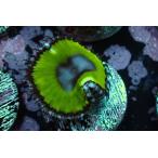 US Zoa Sunzoathid металлик Green