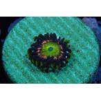 US Zoa Vivid Rainbow