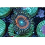 US Zoa Atomic Sunset