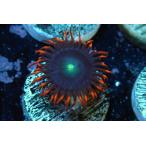 US Zoa Flaming Rainbow