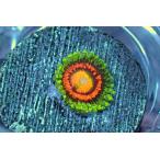 US Zoa Rainbow Incinerator