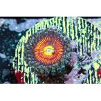 US Zoa Ultimate Gobstopper