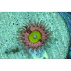 US Zoa Pink Kraken