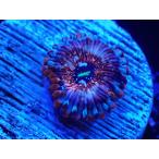 US Zoa Sedaction