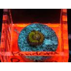 US Zoa Pandora