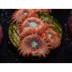 US Zoa CCH Rising Sun