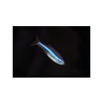  зеленый neon Tetra 30 шт 
