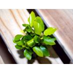  Anubias nana золотой Mini 1 pot 