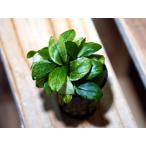  Anubias Varie ga-ta1 pot 