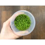  организация разведение cup кий ba pearl-grass 1 cup 