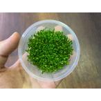  организация разведение cup Glossostigma 1 cup 