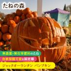 たねの森 ジャックオーランタン パ�