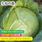 たねの森 キャベツ ホルシュタイナープラッター 無農薬 無化学肥料 固定種 自家採種