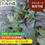 たねの森 ボジョレー ほうれん草 野