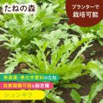 たねの森 シュンギク 無農薬 無化学肥料 固定種 自家