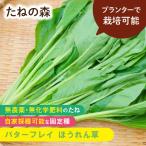 たねの森 バターフレイ ほうれん草 