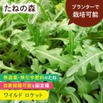 たねの森 ワイルド ロケット ルッコ