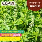 たねの森 レモン バジル 野菜 種 無