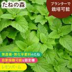 たねの森 レモンバーム 無農薬 無化